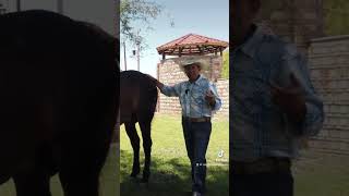 QUIERES QUE TU CABALLO APRENDA A DAR LAS GRACIAS? Caravana , vayan a ver parte 1 y 2