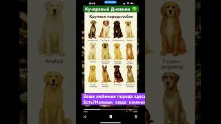 Крупные породы собак#shortvideo