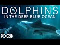 Dolphins in the deep blue ocean  full film   documentary  watch for free at moviedome uk