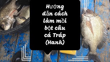 Cách làm mồi bột câu cá tráp (Hanh) hiệu quả