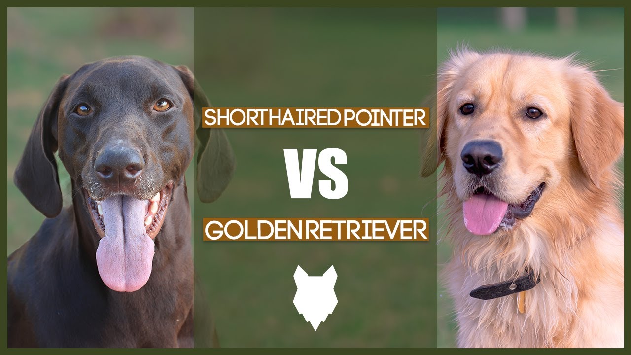 GERMAN SHORTHAIRED POINTER VS GOLDEN RETRIEVER - thptnganamst.edu.vn