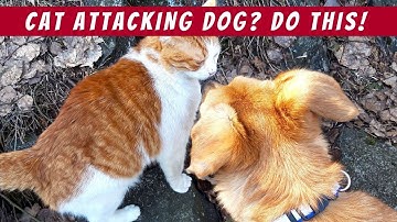 Cat Being Aggressive toward Your Dog? Here