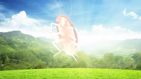 Dancing Roach Sound Variation in 51 seconds