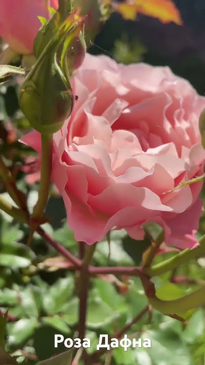 Роза Дафна/rose Porcelaine d'Orient (KIMlaurel, Daphne) восточный ...