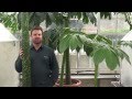 Propagating the Corpse Flower - Vertical Method