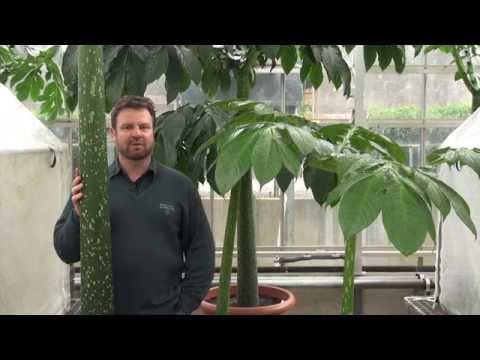 Video: Amorphophallus (37 Fotografií): Péče O Květinový „hadí Strom“doma, Největší Pokojová Rostlina Na Světě Amorphophallus Pion-leaf