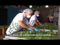 Moringa oleifera from the MoringaGarten Tenerife - Infofilm English