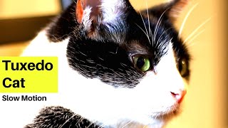 Black & White Tuxedo Cat in slow motion - [Cats with 2 Colors] by Muziq The Cat 227 views 4 years ago 1 minute, 54 seconds