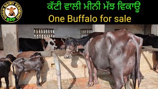 One Buffalo for sale, ਇੱਕ ਮੀਨੀ ਮੱਝ ਵਿਕਾਊ ਪਿੰਡ ਰੋਡੇ