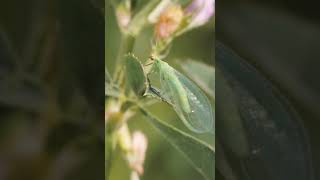Lacewing Fragile Wings, Powerful Role In Nature