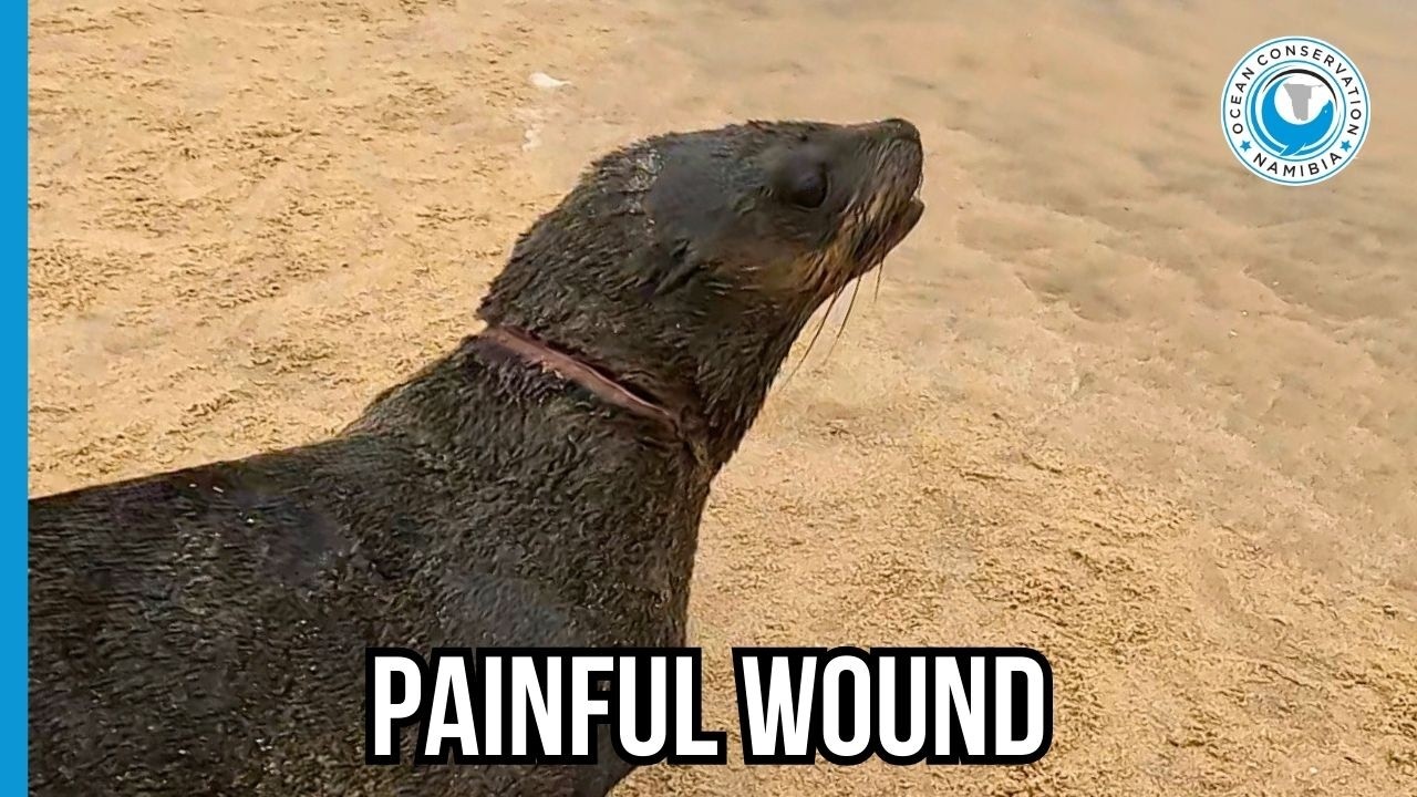 Тюлень терпит мучения от обычной рыболовной лески.