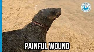 Download Lagu Zeehond lijdt vreselijke pijn door een simpele vislijn MP3