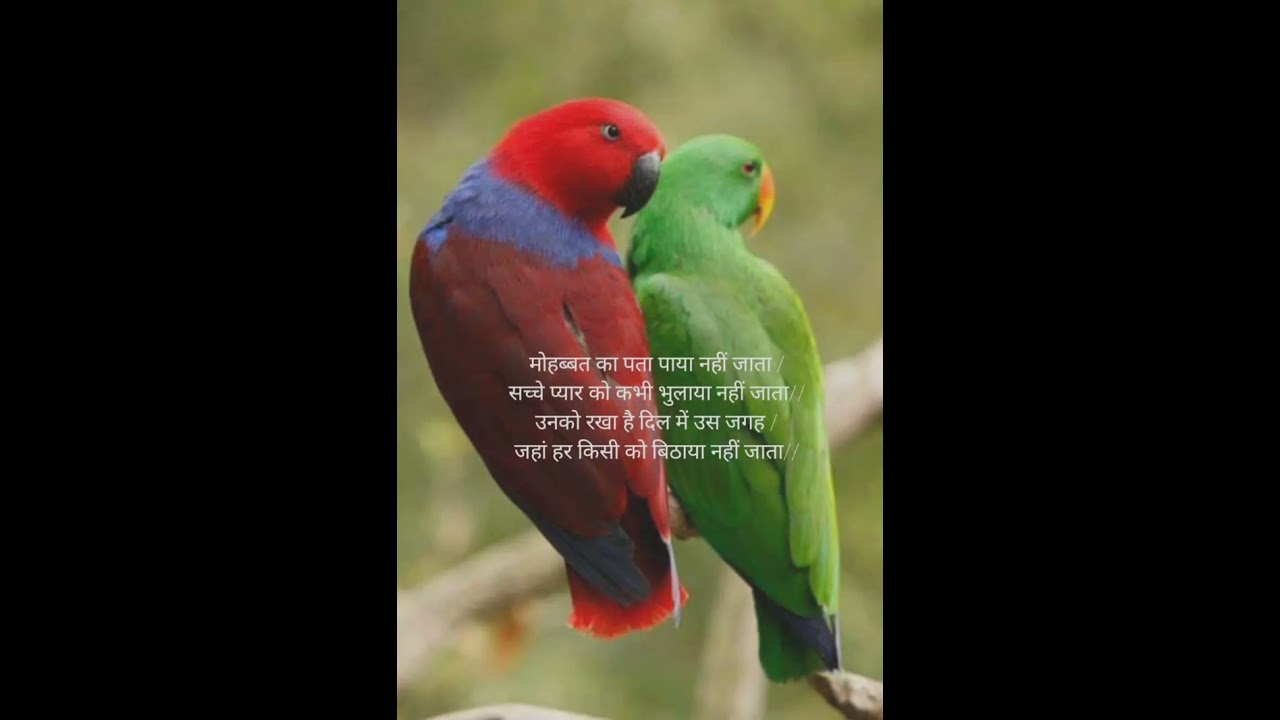 Mohabbat Ka Pata Hindi Shayari Club Bus Kar Pagali Bhojpuri Song Prit 