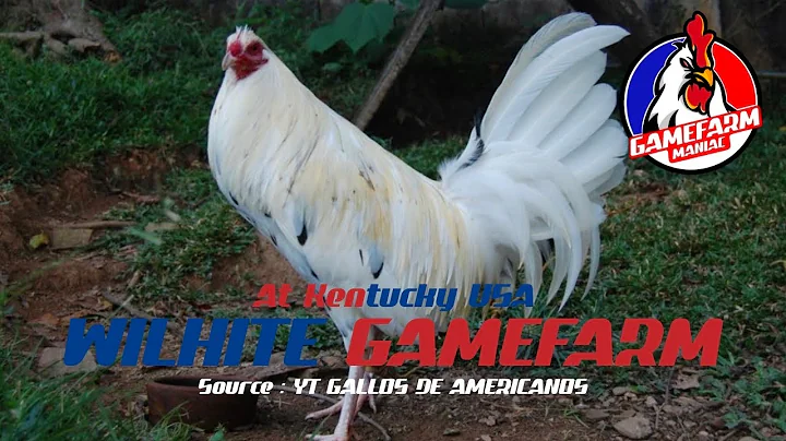 Wilhite Gamefarm at Kentucky USA