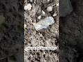 Big Tool #arrowhead #arrowheadhunting #nativeamerican #artifacts #artifacthunting #rockhounding