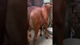 GIR COW FROM TENGRA 50K 2023#viral#trending#shorts#eiduladha2023#cowlovers#kolkatacow2023#cow#love