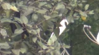 Fruit Bat In The Tree Eating Fig Angeer 4