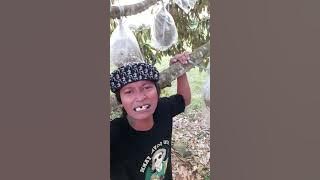 suara dan video asli di kasih info maseh