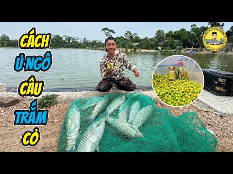 Hướng Dẫn Ủ Ngô Câu Cá Trắm Cỏ Hồ Dịch Vụ Hiệu Quả?