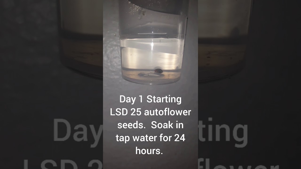 How to start an autoflower seed.