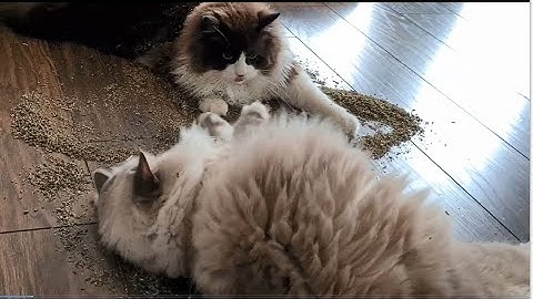 Cats vs Catnip