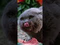 That Creepy Cat From Pet Sematary...