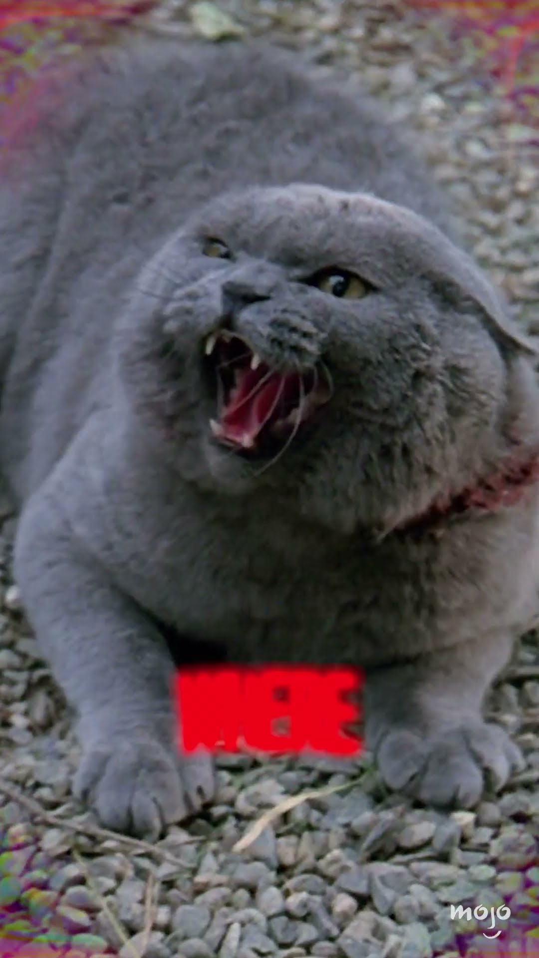 That Creepy Cat From Pet Sematary...