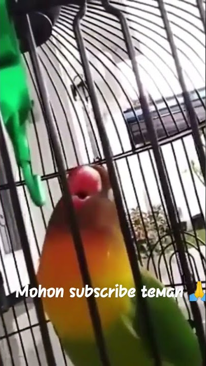 Lovebird isian kenari,pas buat masteran!!!!