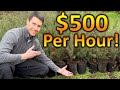 How to make 500 dollars an hour with trees  sell plants for profit