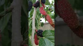 Reaping ripe mulberries it's loaded of fruits #subscribe #elizaguirre #satisfying #mulberries