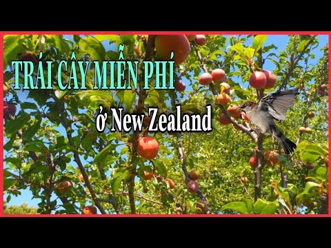 Video: Nơi để xem Kiwi trong tự nhiên ở New Zealand