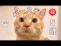 つな5歳誕生日おめでとう🎉
