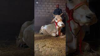 Downer cow syndrome treatment l Dr Mohsin Arshad
