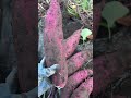 Harvesting Sweet Potatoes - In My Garden #Shorts