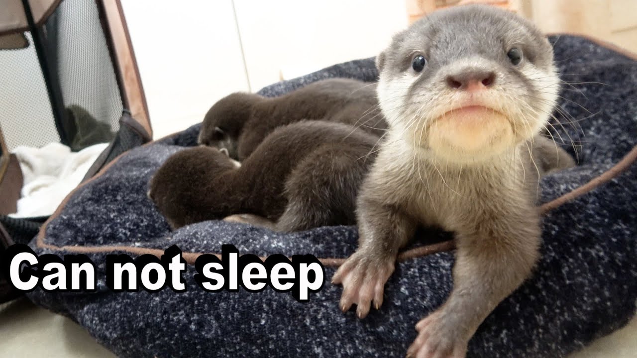 かわうそ♡ カワウソ赤ちゃん】ボクはやんちゃ？甘えん坊？それとも。Am I