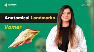 Vomer Bone Anatomical Landmarks Medical Student Exam Study Tips V-Learning