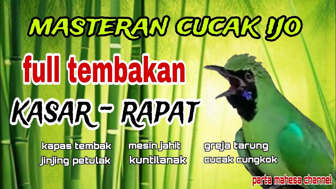 Masteran Cucak ijo full Tembakan Kasar - Mudah Masuk