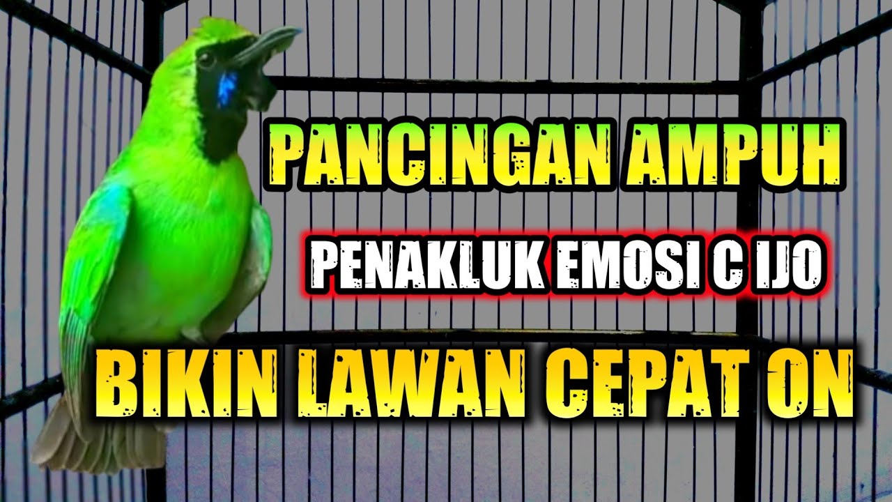 CUCAK IJO GACOR EMOSI , PANCINGAN CUCAK IJO CEPAT BUNYI BONGKAR MATERI