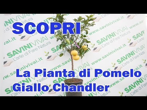 Video: ❶ Frutto Esotico Di Pomelo