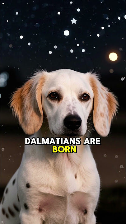 5 Facts About Dogs – Part 6