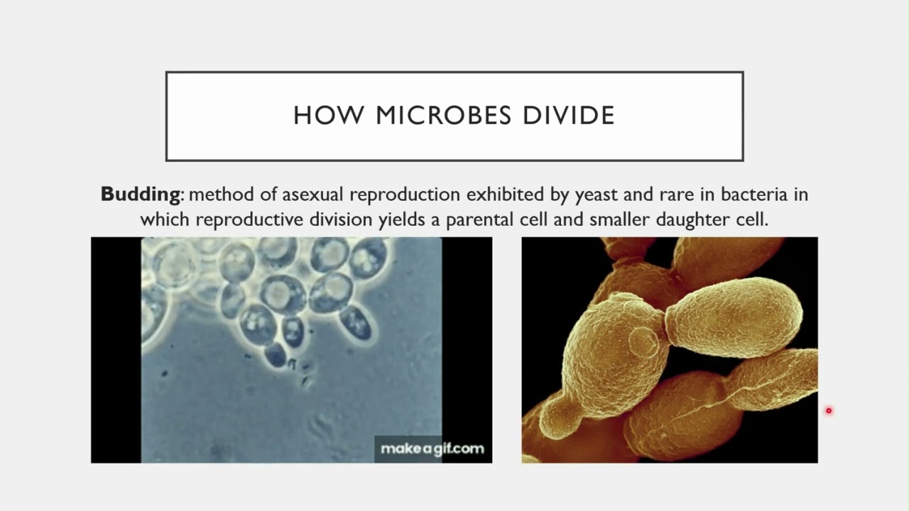 BIO 205 Chapter 9 Microbial Growth