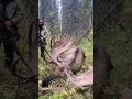 walking up on a Giant Bull Moose #hunting #moosehunting #huntalaska