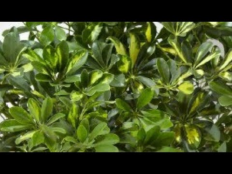 فيديو: تزايد نباتات شيفليرا في الهواء الطلق - كيفية العناية بنباتات شيفليرا الخارجية