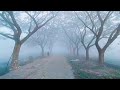 beautiful morning of Dhaka Bangladesh 🌄🌅 || শীতের সকালের ঘন কুয়াশা