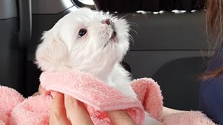 Puppies crying over injections (first vaccination for dogs)