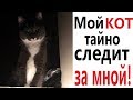 Лютые приколы. МОЙ КОТ ТАЙНО СЛЕДИТ ЗА МНОЙ! СМЕШНЫЕ ЖИВОТНЫЕ – Ржака до слёз 2019 - Domi Show