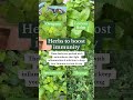 Herbs that boost immunity #immunitybooster #immunity #immunesystem  #immunesupport