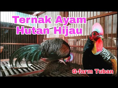 Video: Rumah kaca pedesaan buatan sendiri. Rumah kaca 