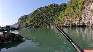 Câu cá trên vịnh Lan Hạ, Cát Bà (tập 2)- Gặp đàn cá dìa khủng