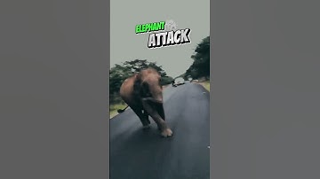 Elephant attack SATHIYAMANGALAM forest #shorts #short #shortvideo #elephant #travel